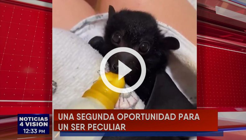 ¡Rescate inesperado aún ser peculiar!