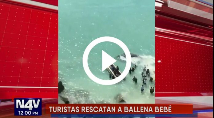 Turistas salvan a ballena bebé