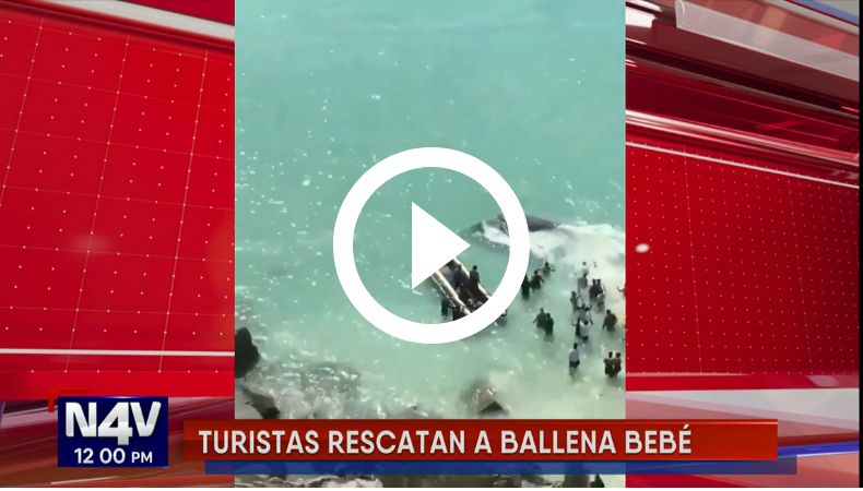 Turistas salvan a ballena bebé