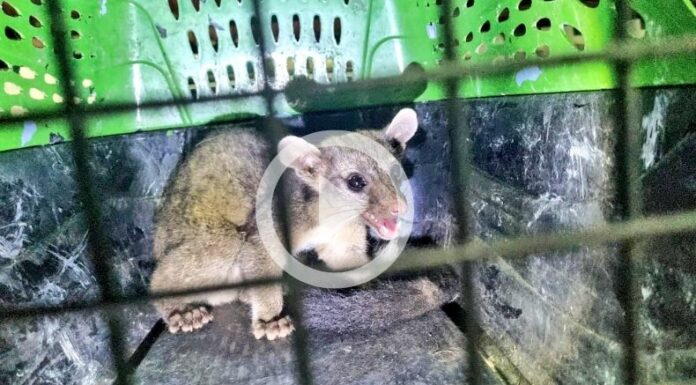 Rescatan a un Cacomixtle cachorro, una inusual especie en el territorio