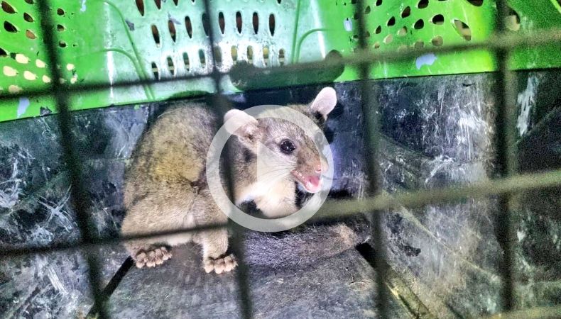 Rescatan a un Cacomixtle cachorro, una inusual especie en el territorio