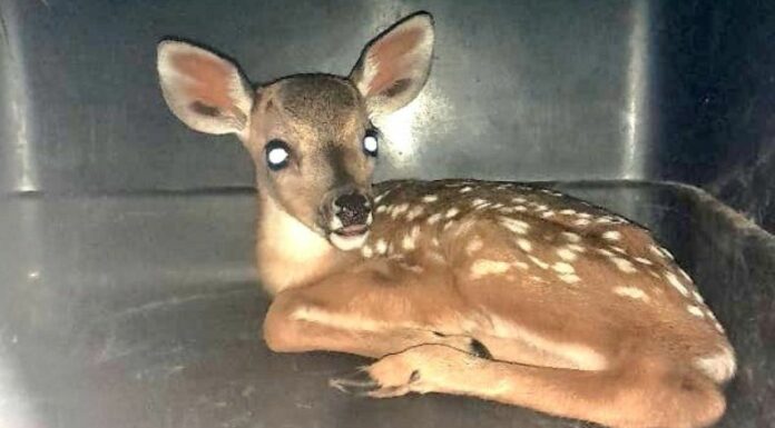Rescatan a un cervatillo en San Miguel