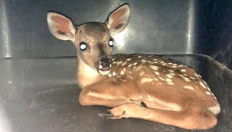Rescatan a un cervatillo en San Miguel
