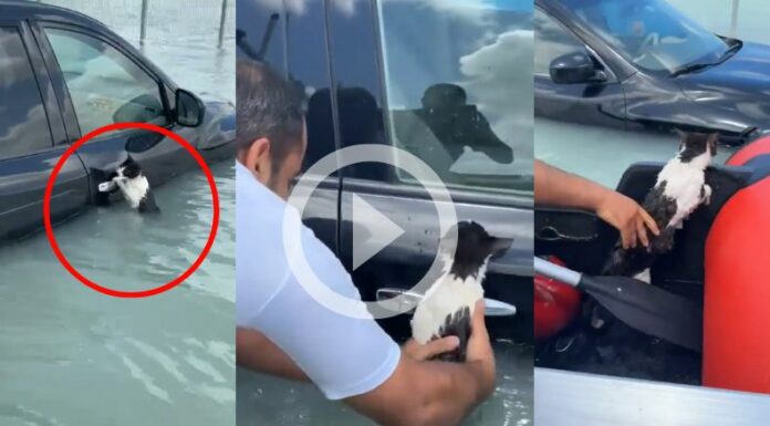 [Video] ¡Impresionante gatito se salva de morir ahogado en Dubái!