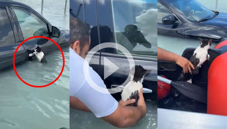 [Video] ¡Impresionante gatito se salva de morir ahogado en Dubái!