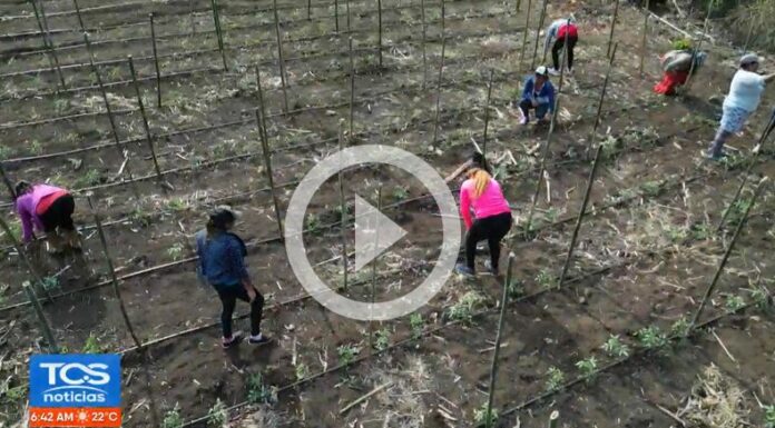 Mujeres del cantón la Magdalena garantizan la soberanía alimentaria