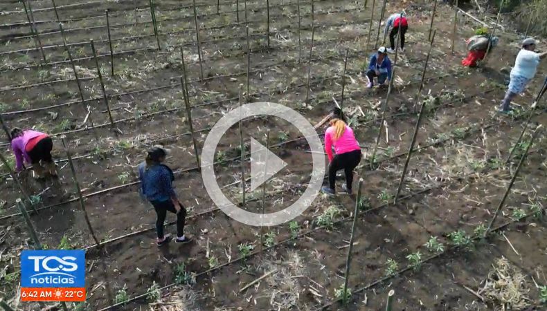 Mujeres del cantón la Magdalena garantizan la soberanía alimentaria