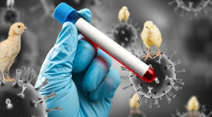 OMS expresa preocupación por aumento de casos de gripe aviar.