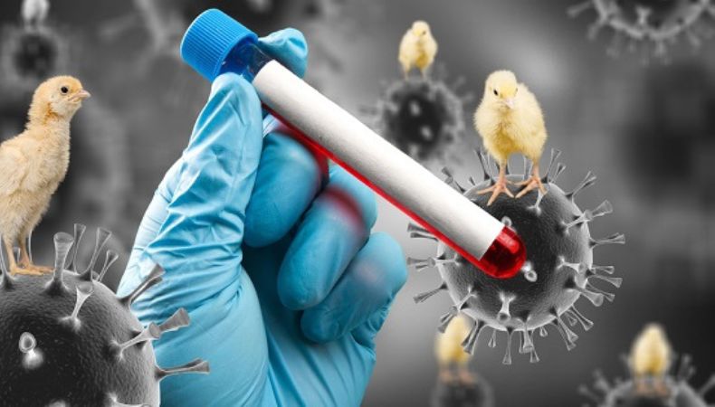 OMS expresa preocupación por aumento de casos de gripe aviar.