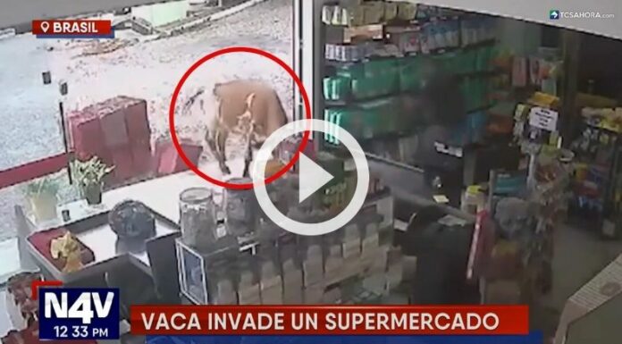 Vaca ingresó en un supermercado en Brasil.