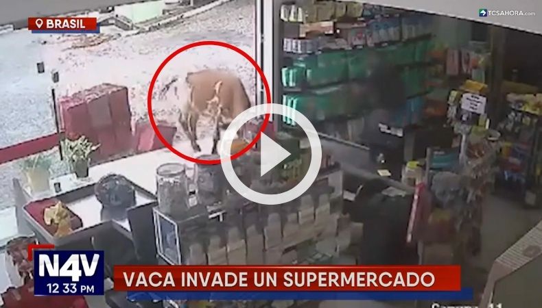 Vaca ingresó en un supermercado en Brasil.
