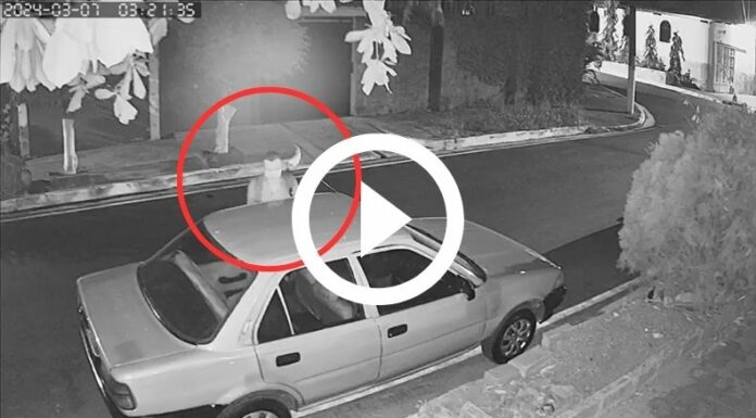 PNC captura a presunto ladrón en Soyapango