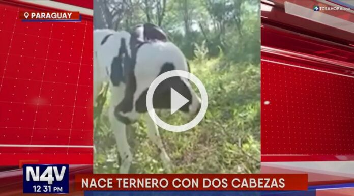 Nace ternero con dos cabezas en Paraguay.