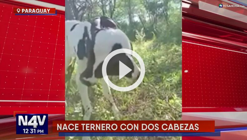 Nace ternero con dos cabezas en Paraguay.