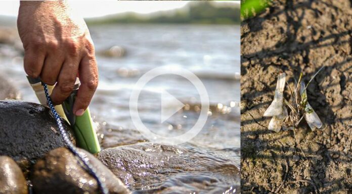 ¿Por qué hay muertes de camarones en el Bajo Lempa?