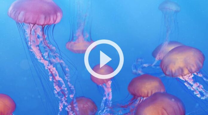 MARN advierte sobre presencia de medusas en la costa salvadoreña.