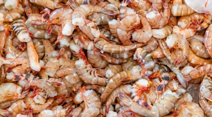 Veda nacional de camarón marino inicia el dos de mayo