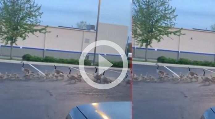 [Video] ¡Insólito una familia de gansos realiza un peculiar desfile!