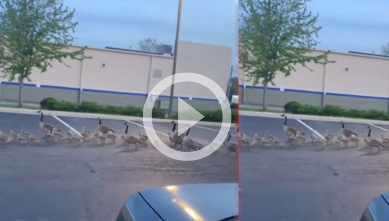 [Video] ¡Insólito una familia de gansos realiza un peculiar desfile!