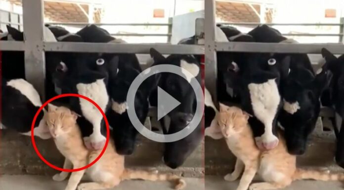 [Video] ¡Una peculiar amistad surge en una granja!