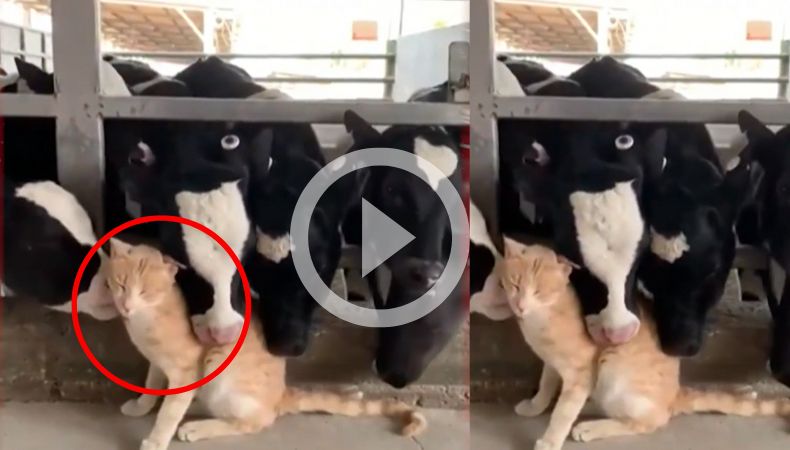 [Video] ¡Una peculiar amistad surge en una granja!