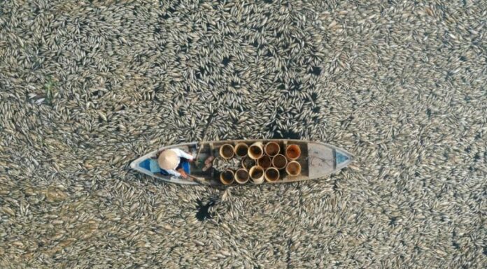 Ola de calor provoca la muerte de miles de peces en Vietnam.
