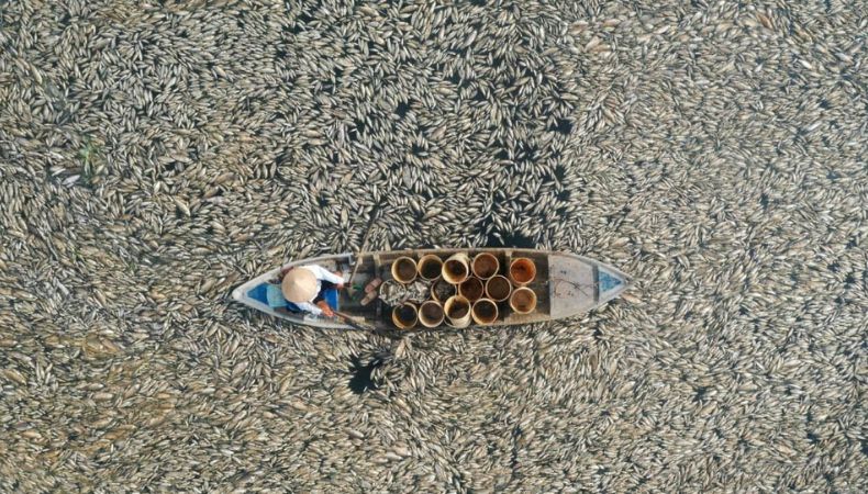 Ola de calor provoca la muerte de miles de peces en Vietnam.