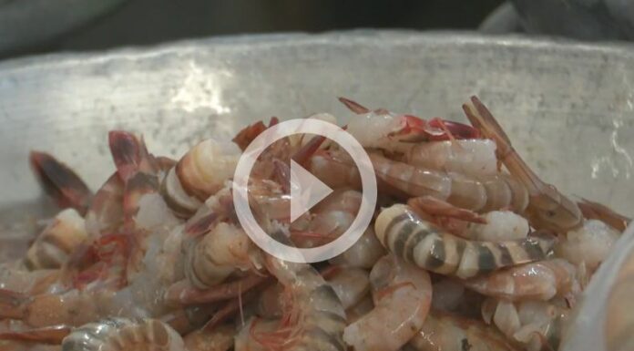 [Video] Comerciantes y pescadores buscan alternativas de ingresos por la veda nacional de camarón marino