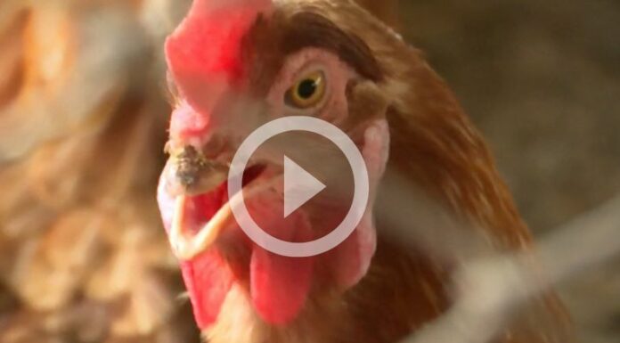 [Video] ¡OMS mantiene vigilancia por gripe aviar!