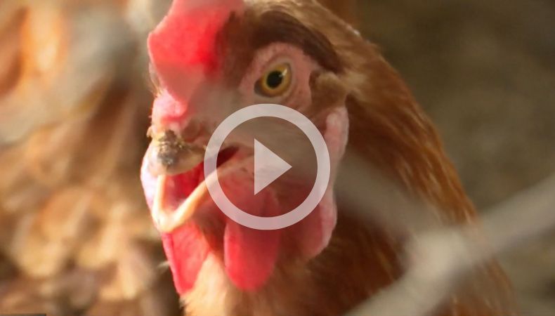 [Video] ¡OMS mantiene vigilancia por gripe aviar!