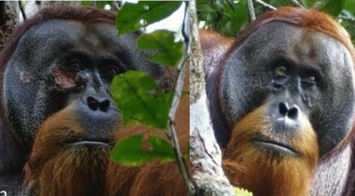 Orangután se cura una herida con planta medicinal
