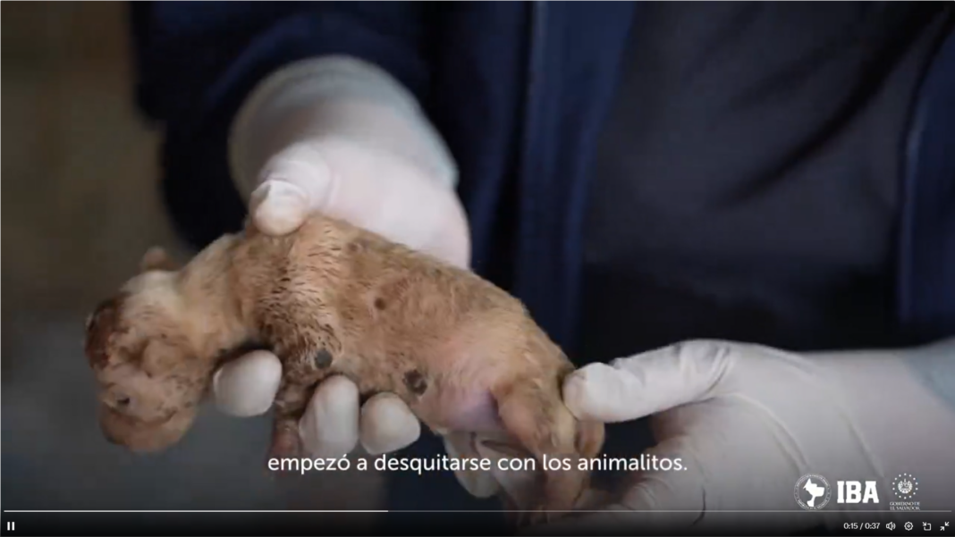 Imagen de Instituto de Bienestar Animal