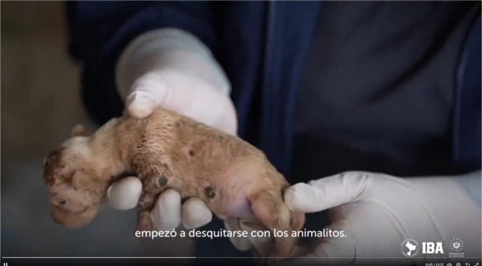 Imagen de Instituto de Bienestar Animal