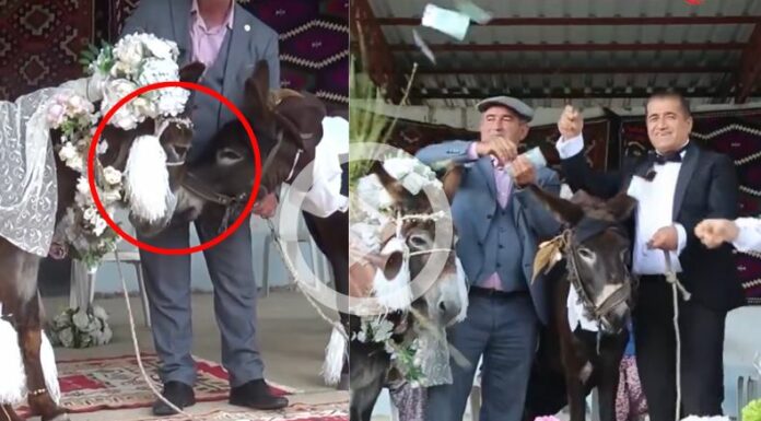 ¡Casan a dos burros una forma de concientizar sobre el riesgo de extinción!