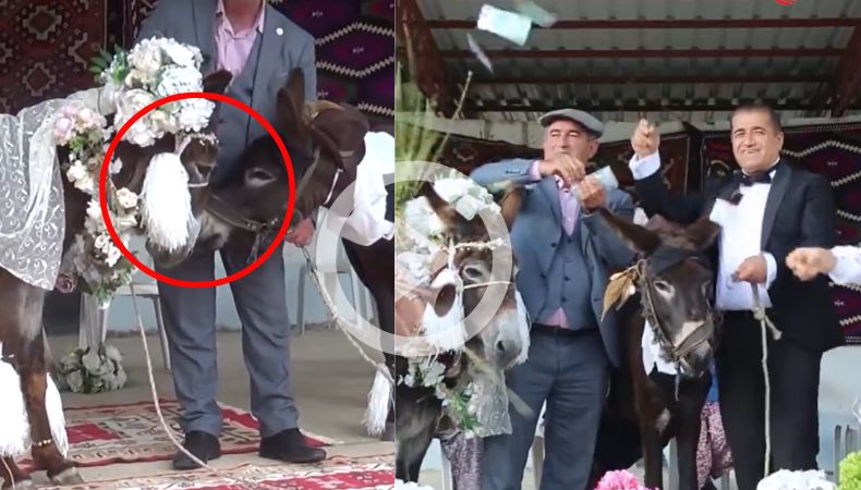 ¡Casan a dos burros una forma de concientizar sobre el riesgo de extinción!