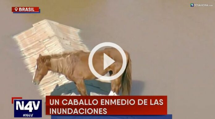Caballo queda atrapado sobre un techo tras inundaciones en Brasil.