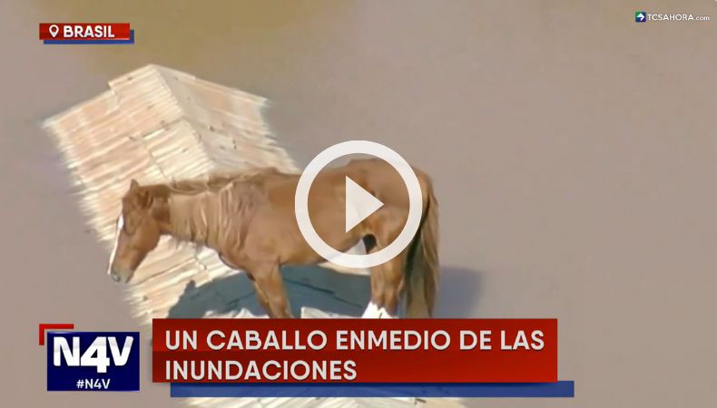 Caballo queda atrapado sobre un techo tras inundaciones en Brasil.