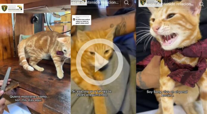 [Video] Sony es el gato 