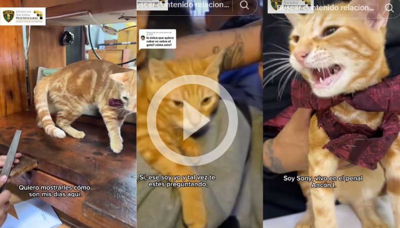 [Video] Sony es el gato 