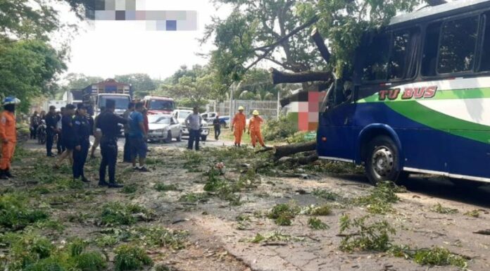 Árbol cayó sobre un autobús, causando lesiones al conductor.