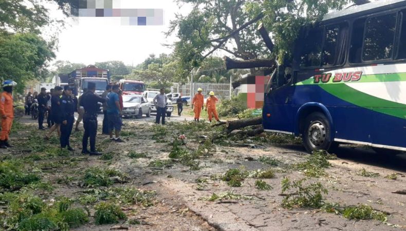 Árbol cayó sobre un autobús, causando lesiones al conductor.