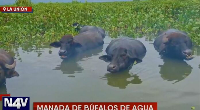 Búfalos de agua