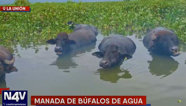 Búfalos de agua