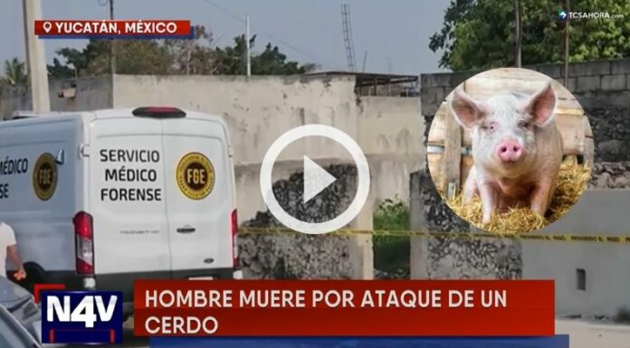 Hombre murió tras ataque de cerdo en México.