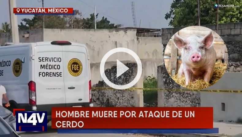 Hombre murió tras ataque de cerdo en México.