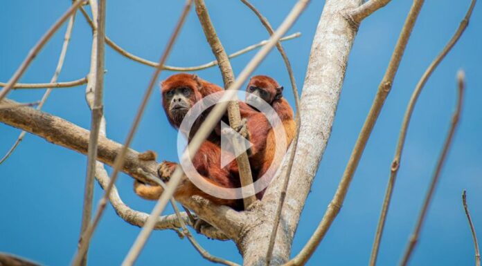 Calor en México causa la muerte de decenas de monos aulladores