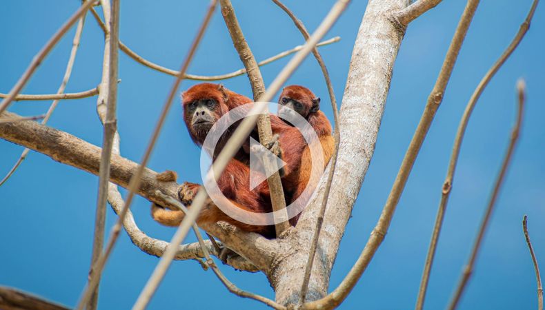 Calor en México causa la muerte de decenas de monos aulladores