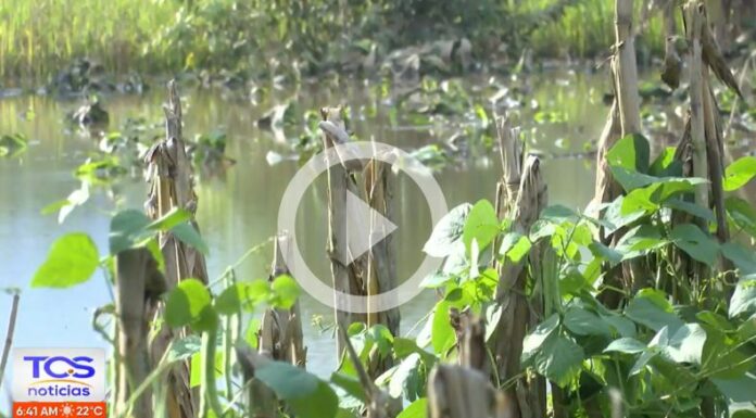 ¿Por qué la niña puede afectar el ciclo de las cosechas?