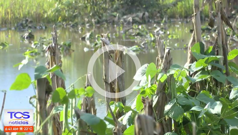¿Por qué la niña puede afectar el ciclo de las cosechas? ¿Por qué la niña puede afectar el ciclo de las cosechas?