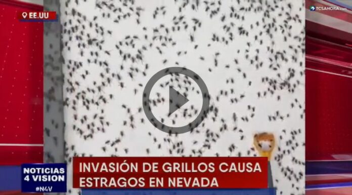 Invasión de grillos deja estragos en Nevada, Estados Unidos.